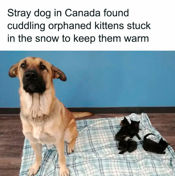 Dog cuddling kittens on a blanket in a room, showing a heartwarming moment dog owners may find relatable.