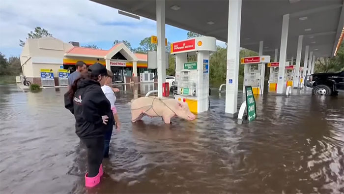 Pig Who Was Left Tied To Petrol Station Before Hurricane Gets Rescued, And People Online Love It Pig Who Was Left Tied To Petrol Station Before Hurricane Gets Rescued, And People Online Love It