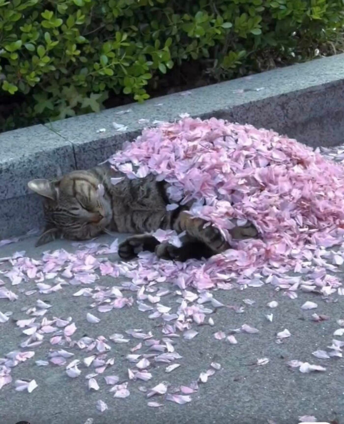 35 Hilariously Random Cat Pics To Make Your Day At Least 68.9% Better