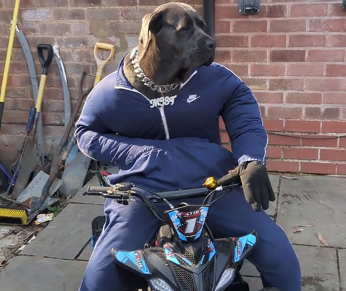 Hilarious Videos Of Mist The Cane Corso Dressed As Human Go Viral, Earn Her Over 1K A Month