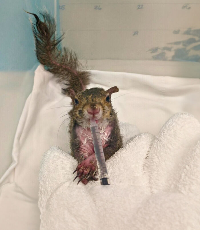 Little Squirrel Jumps Into Foam, Luckily Construction Worker Finds It Before It Turns To Concrete