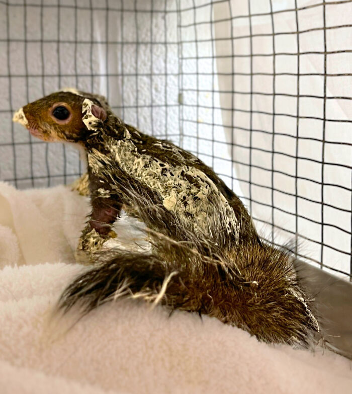 Little Squirrel Jumps Into Foam, Luckily Construction Worker Finds It Before It Turns To Concrete