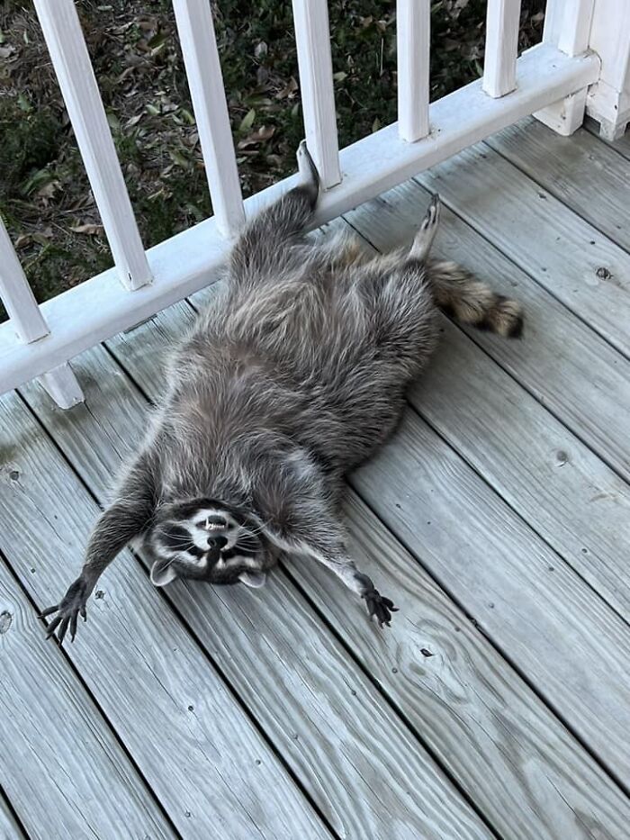 If You’re Having A Tough Day, Biscuits The Raccoon May Just Bring Your Smile Back If You’re Having A Tough Day, Biscuits The Raccoon May Just Bring Your Smile Back