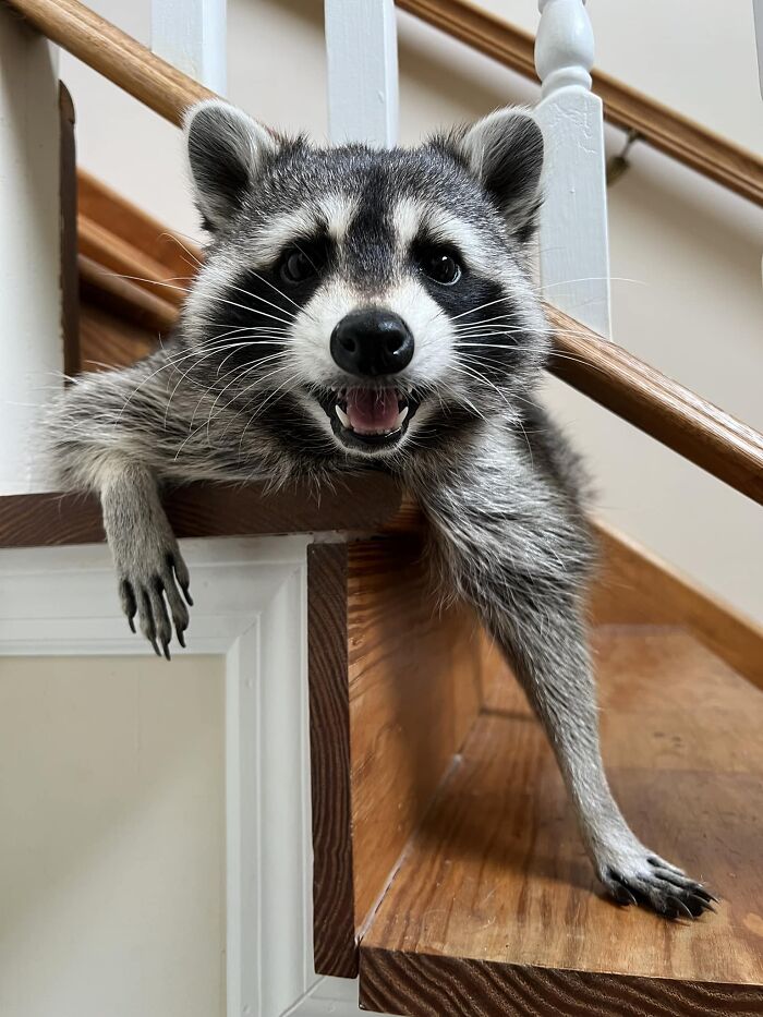 If You’re Having A Tough Day, Biscuits The Raccoon May Just Bring Your Smile Back If You’re Having A Tough Day, Biscuits The Raccoon May Just Bring Your Smile Back