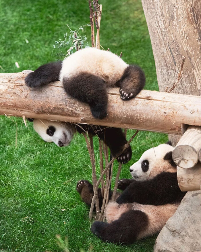 Two adorable panda twins playing on wooden logs and grass, capturing hearts with their playful and cute behavior.