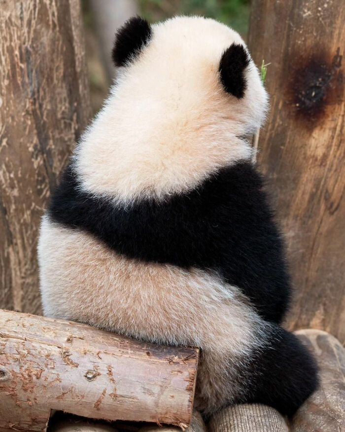 Fluffy adorable panda twins hugging each other while sitting on logs in a natural forest setting.