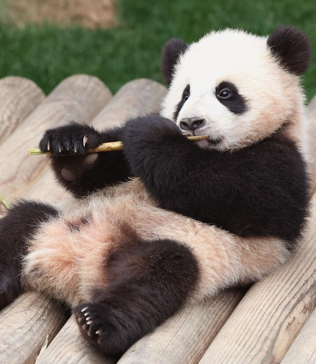 Adorable panda twin cub lying down and holding bamboo stick, showcasing cute and playful behavior outdoors.
