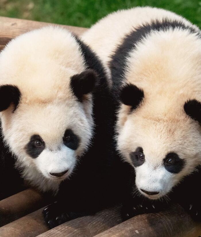 Two adorable panda twins resting closely together on wooden logs with green grass in the background.