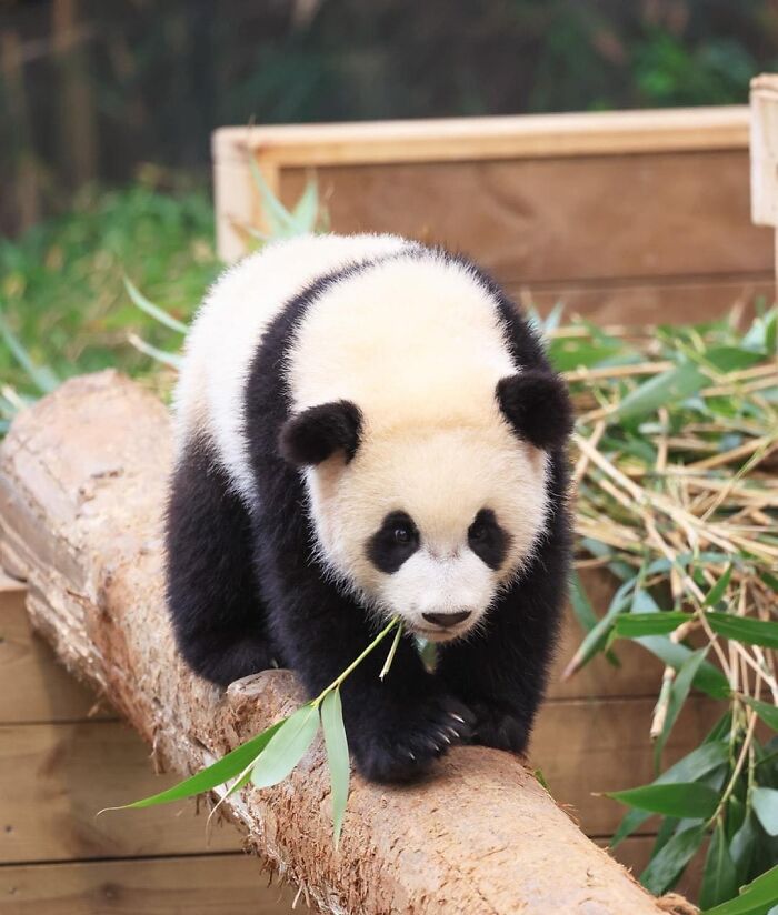Panda twin cub exploring on a log, surrounded by bamboo, showcasing adorable panda twins in a natural habitat setting.