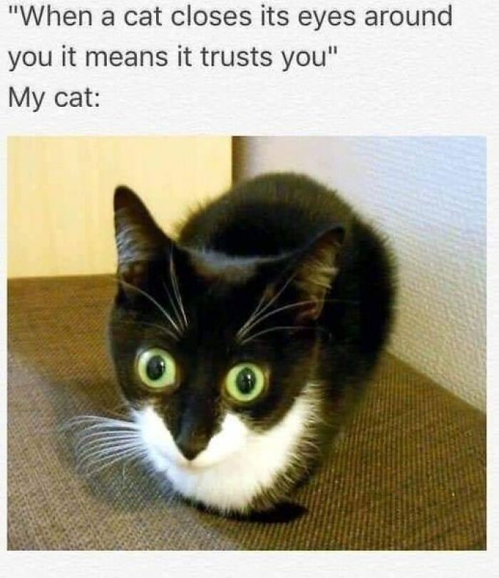 A cat with wide eyes looking startled; a twist on trust.