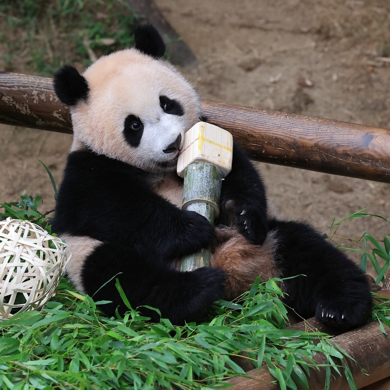 Panda twin cub cuddling a bamboo stick, surrounded by green leaves and resting on wooden logs.