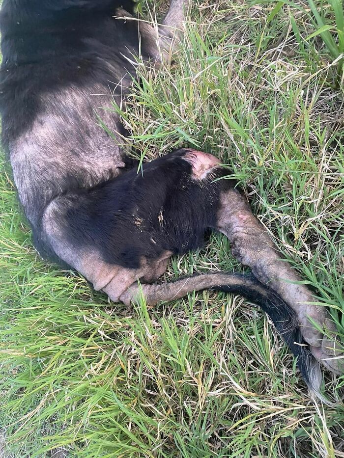 When She Was Found Dumped In An Empty Field, She Was Barely Living, But Love And Care Did Wonders When She Was Found Dumped In An Empty Field, She Was Barely Living, But Love And Care Did Wonders