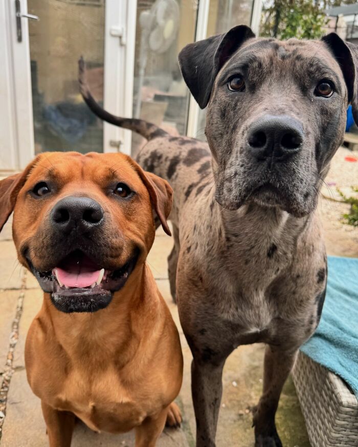 Great Dane and another dog posing closely, showcasing how oblivious they are of their large size.