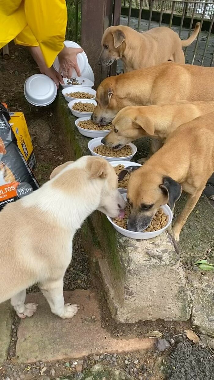 Man feeding stray dogs in a row of bowls, showcasing his dedication over 25 years. Man feeding stray dogs in a row of bowls, showcasing his dedication over 25 years.