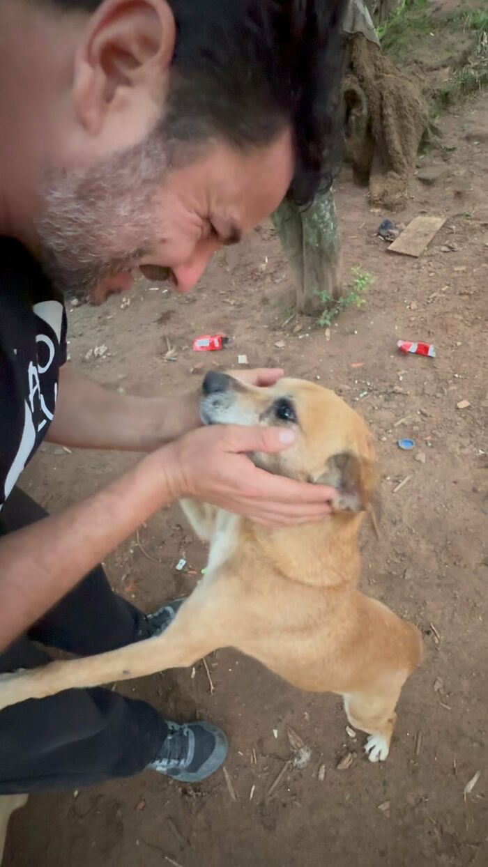 Man feeding stray dogs, petting a brown dog with affection in an outdoor setting. Man feeding stray dogs, petting a brown dog with affection in an outdoor setting.