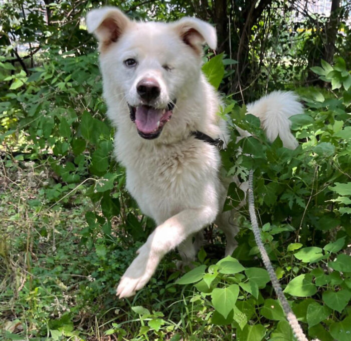 Meet Spinach - One-Eyed Dog Who Refused To Give Up And Finally Was Adopted By A Loving Family