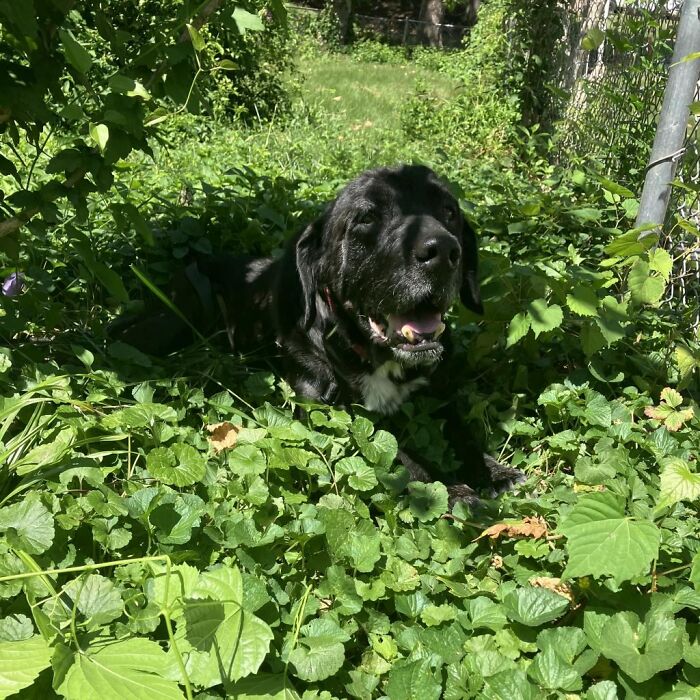 When She Was Found Dumped In An Empty Field, She Was Barely Living, But Love And Care Did Wonders When She Was Found Dumped In An Empty Field, She Was Barely Living, But Love And Care Did Wonders