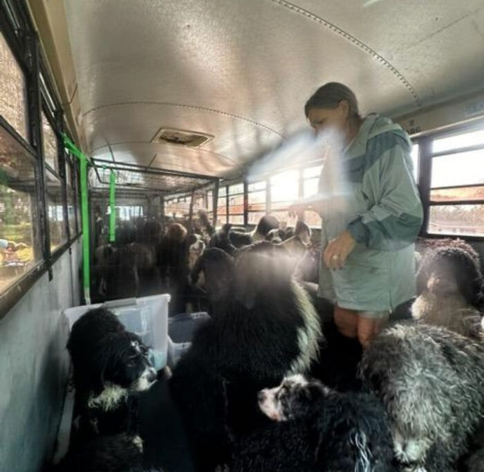 You Can Tell How Grateful This Pup Is To Be Rescued From Hurricane Milton Flooding You Can Tell How Grateful This Pup Is To Be Rescued From Hurricane Milton Flooding