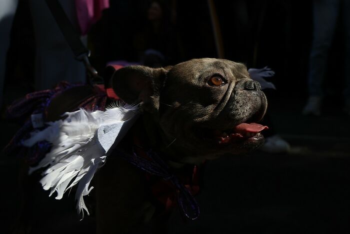Spooky-Dog-Halloween-Parade