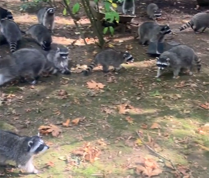 Wild Raccoons Who Were Being Fed By Woman For 35 Years Turn Aggressive, Get 911 Called On Them