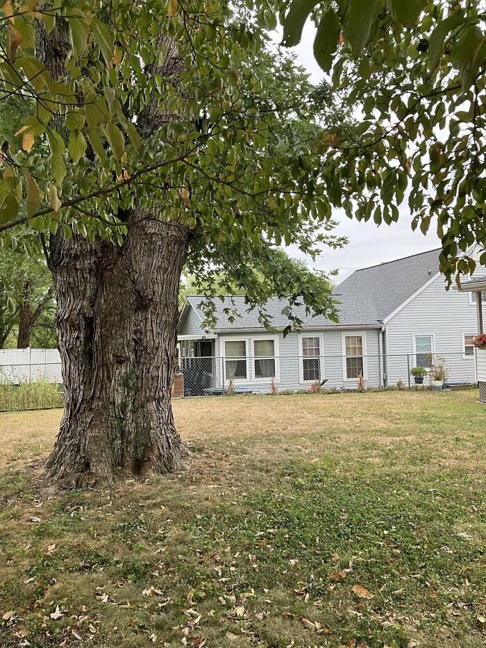 Cute-There-Is-No-Cat-Images