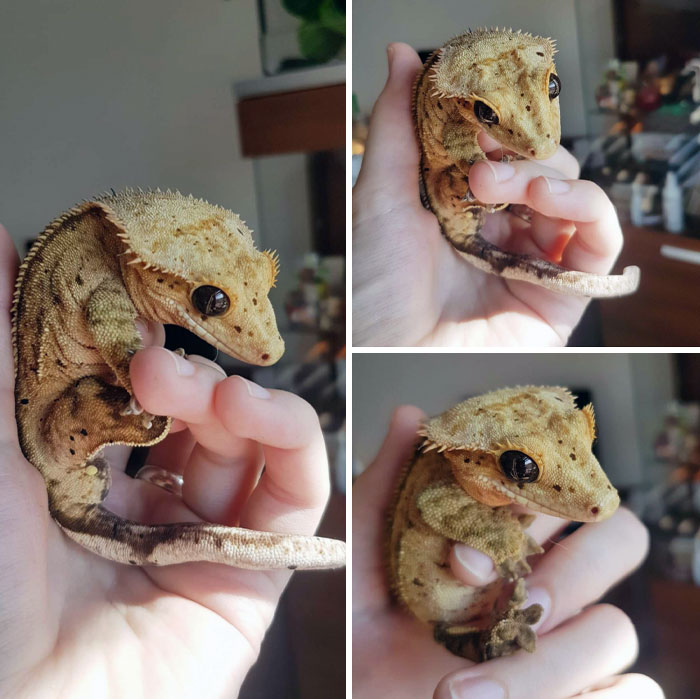 My Gecko, Maybe Some Of You Will Enjoy Those Pics. He's A Real Sweetheart