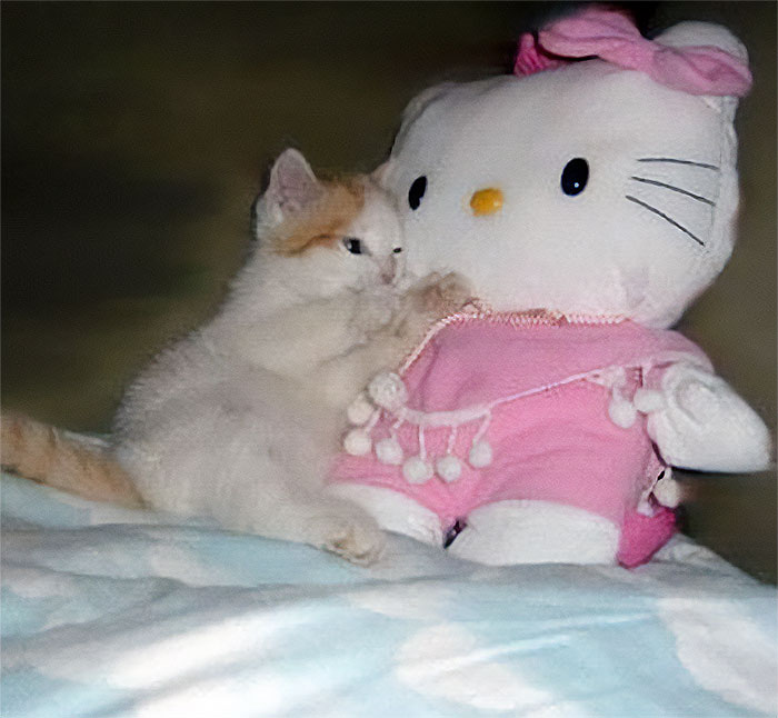 35 Hilariously Random Cat Pics To Make Your Day At Least 68.9% Better