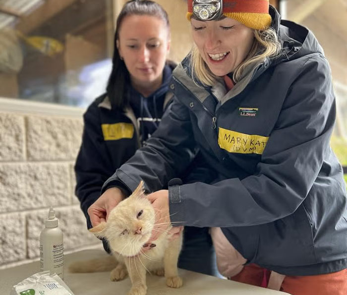Cat Floats Away During Flood, Family Finds Him Chilling At Home When They Return A Week Later