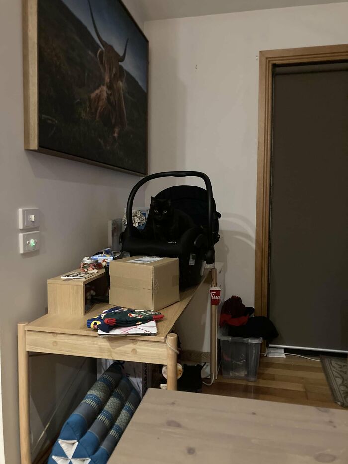 Cute-There-Is-No-Cat-Images