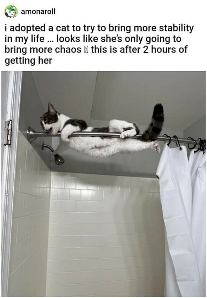 Cats-Being-Funny-Jerks-Memes-Pics