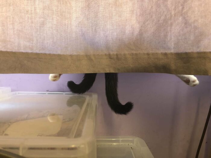 Cute-There-Is-No-Cat-Images