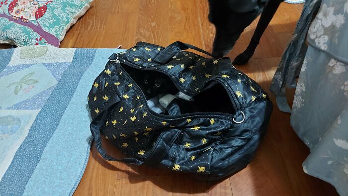 Cute-There-Is-No-Cat-Images