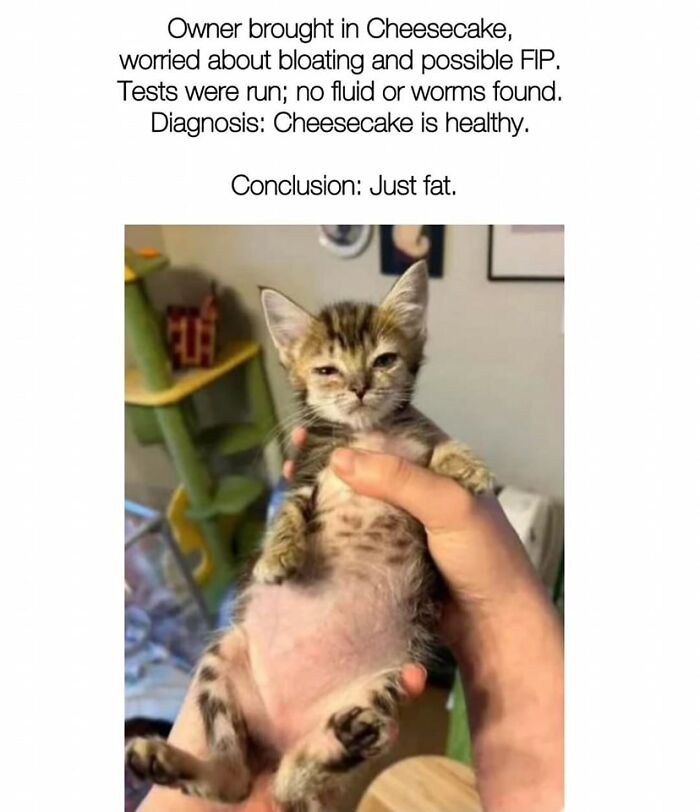 Cats-Being-Funny-Jerks-Memes-Pics