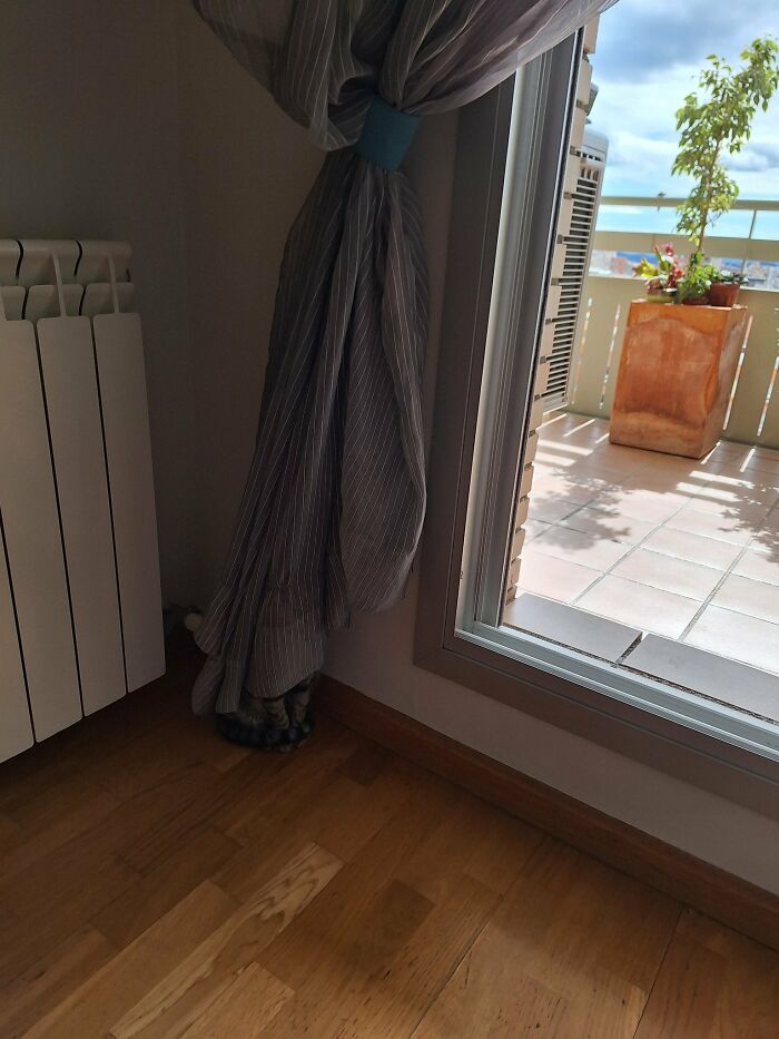 Cute-There-Is-No-Cat-Images