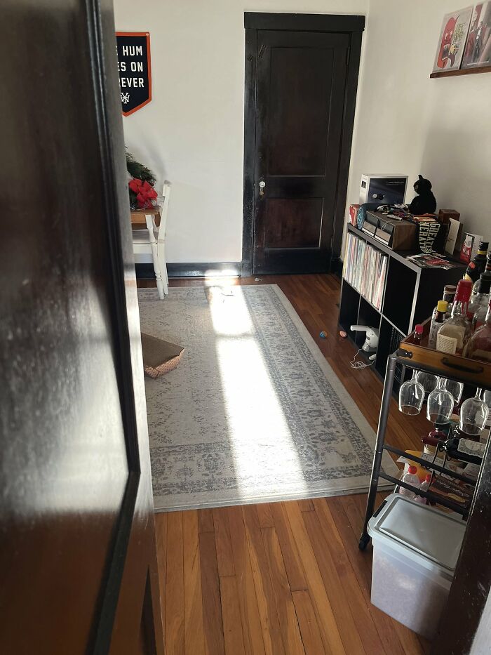 Cute-There-Is-No-Cat-Images