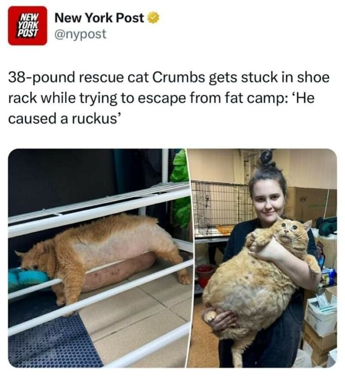 Cats-Being-Funny-Jerks-Memes-Pics