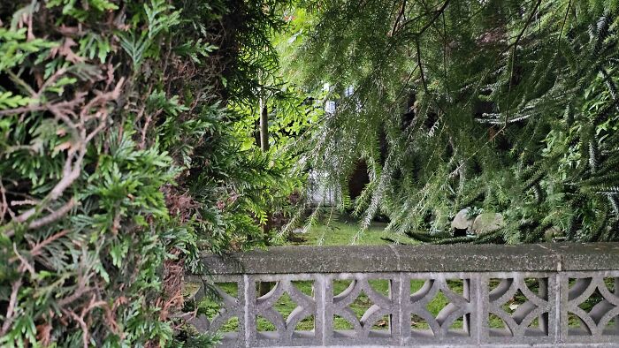 Cute-There-Is-No-Cat-Images