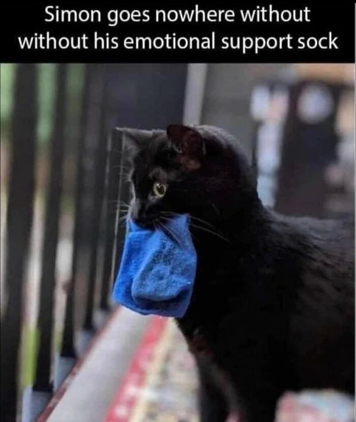 Cats-Being-Funny-Jerks-Memes-Pics