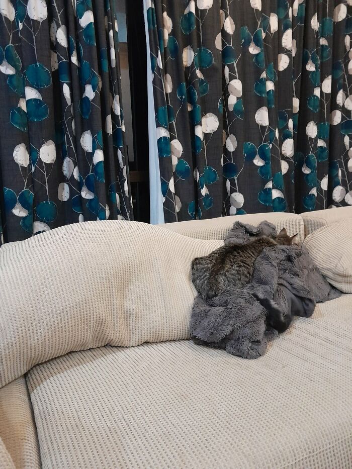 Cute-There-Is-No-Cat-Images