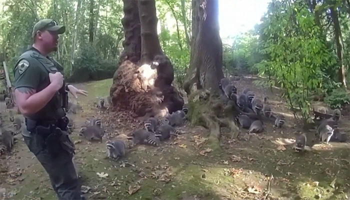 Wild Raccoons Who Were Being Fed By Woman For 35 Years Turn Aggressive, Get 911 Called On Them