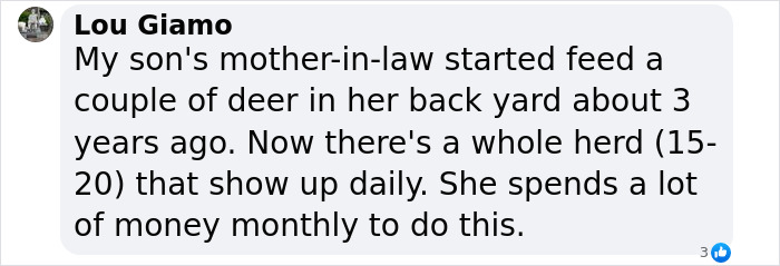 Wild Raccoons Who Were Being Fed By Woman For 35 Years Turn Aggressive, Get 911 Called On Them