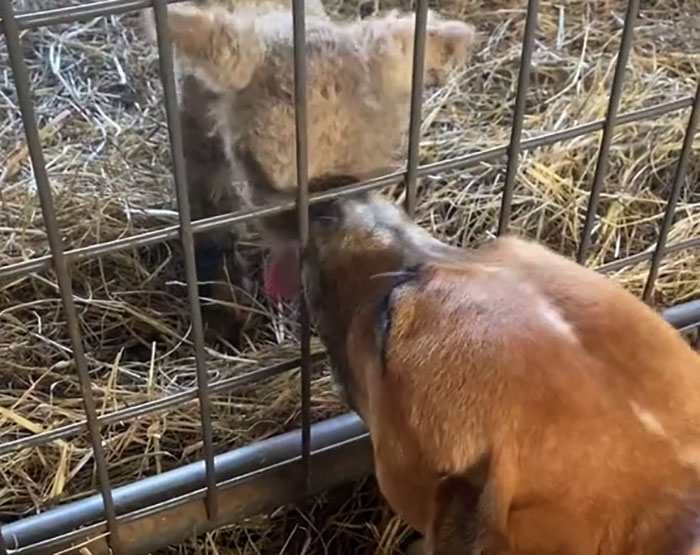 People Online Can't Get Enough Of This Lamb Who Was Rejected By Her Mom And Was Raised By Dog