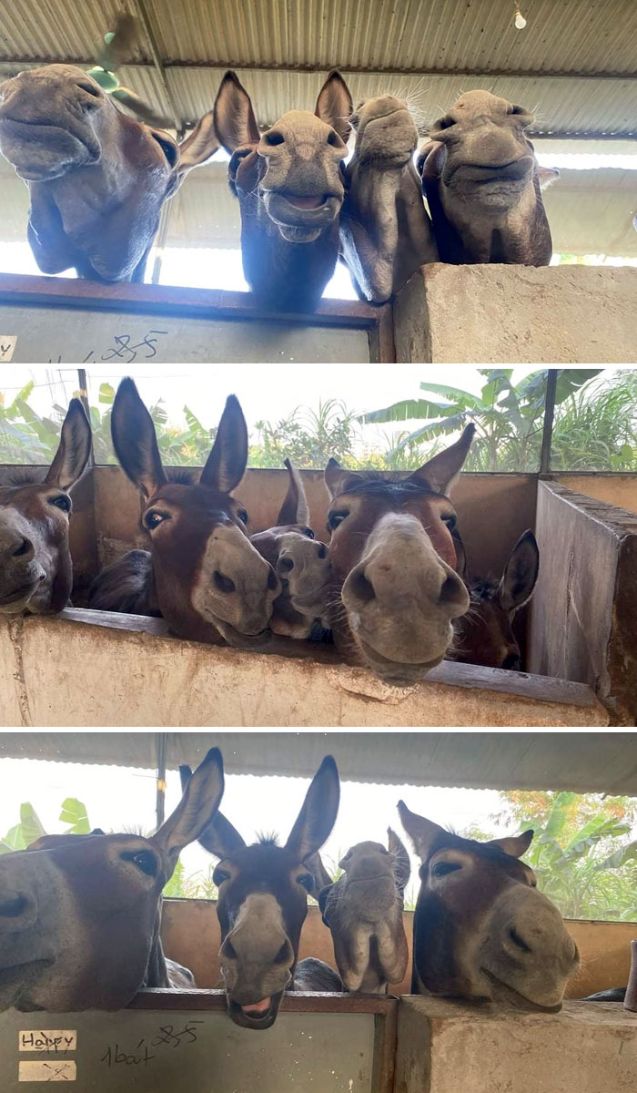 Adorable animals peeking over a wall, showcasing funny and cute donkey faces in a cozy setting.