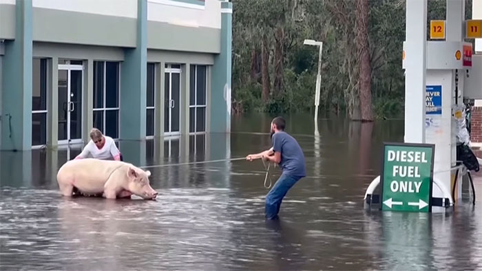 Pig Who Was Left Tied To Petrol Station Before Hurricane Gets Rescued, And People Online Love It Pig Who Was Left Tied To Petrol Station Before Hurricane Gets Rescued, And People Online Love It