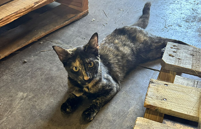 Reporter Arrives To Check Hurricane's Damage And Is Met By Fluffy Survivor Reporter Arrives To Check Hurricane's Damage And Is Met By Fluffy Survivor