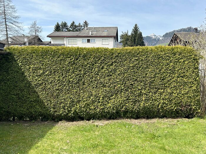 Cute-There-Is-No-Cat-Images