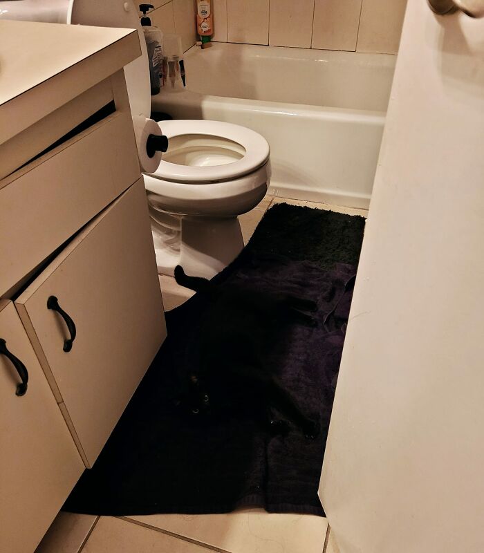 Cute-There-Is-No-Cat-Images