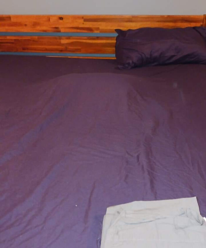 Cute-There-Is-No-Cat-Images