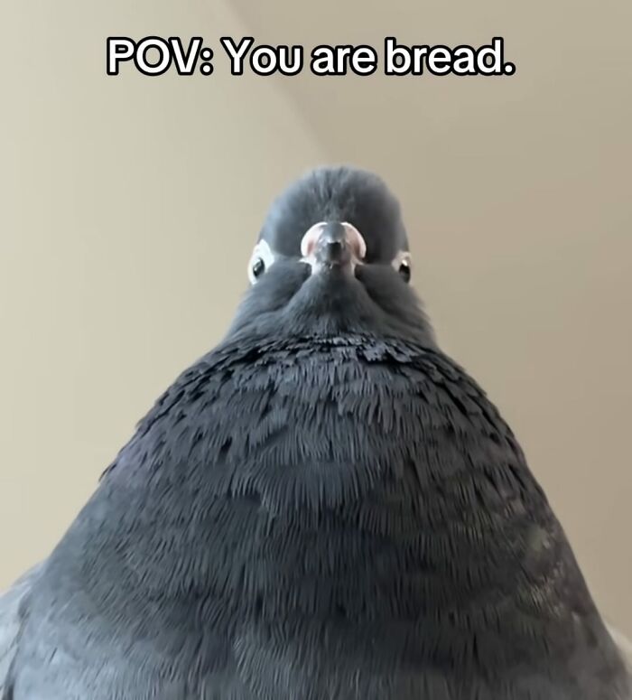 Hilarious-Random-Memes-Jokes