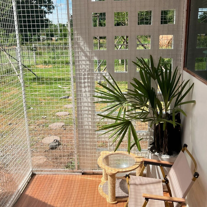 Cute-There-Is-No-Cat-Images